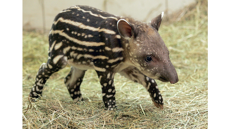 Baby Tapir