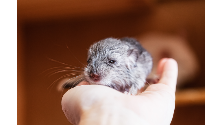 Baby Chinchilla