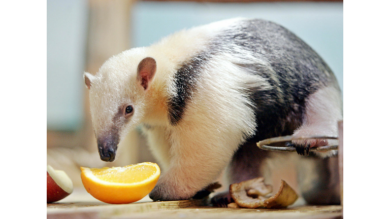 Baby Ant Eater