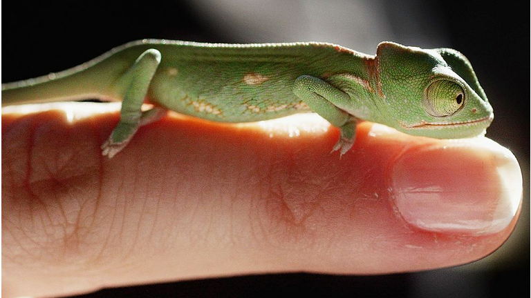 Baby Chameleon 