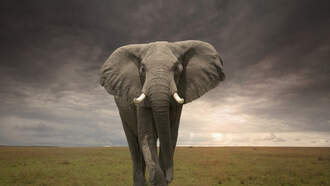 Coming 2 America - The Trailer!