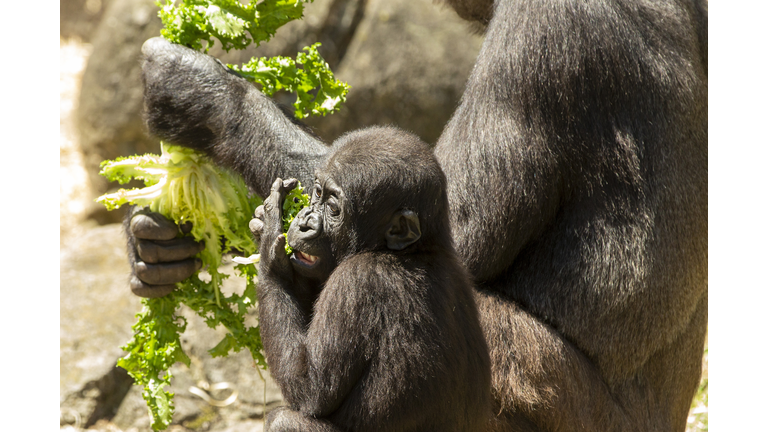 Animals At Taronga Zoo