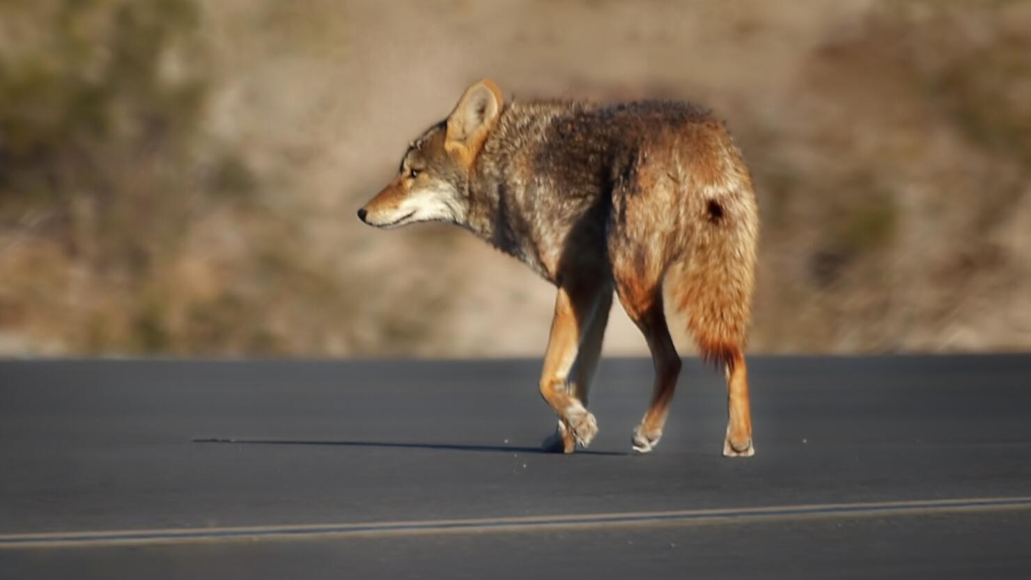 Coyote (Canis latrans) walking across road