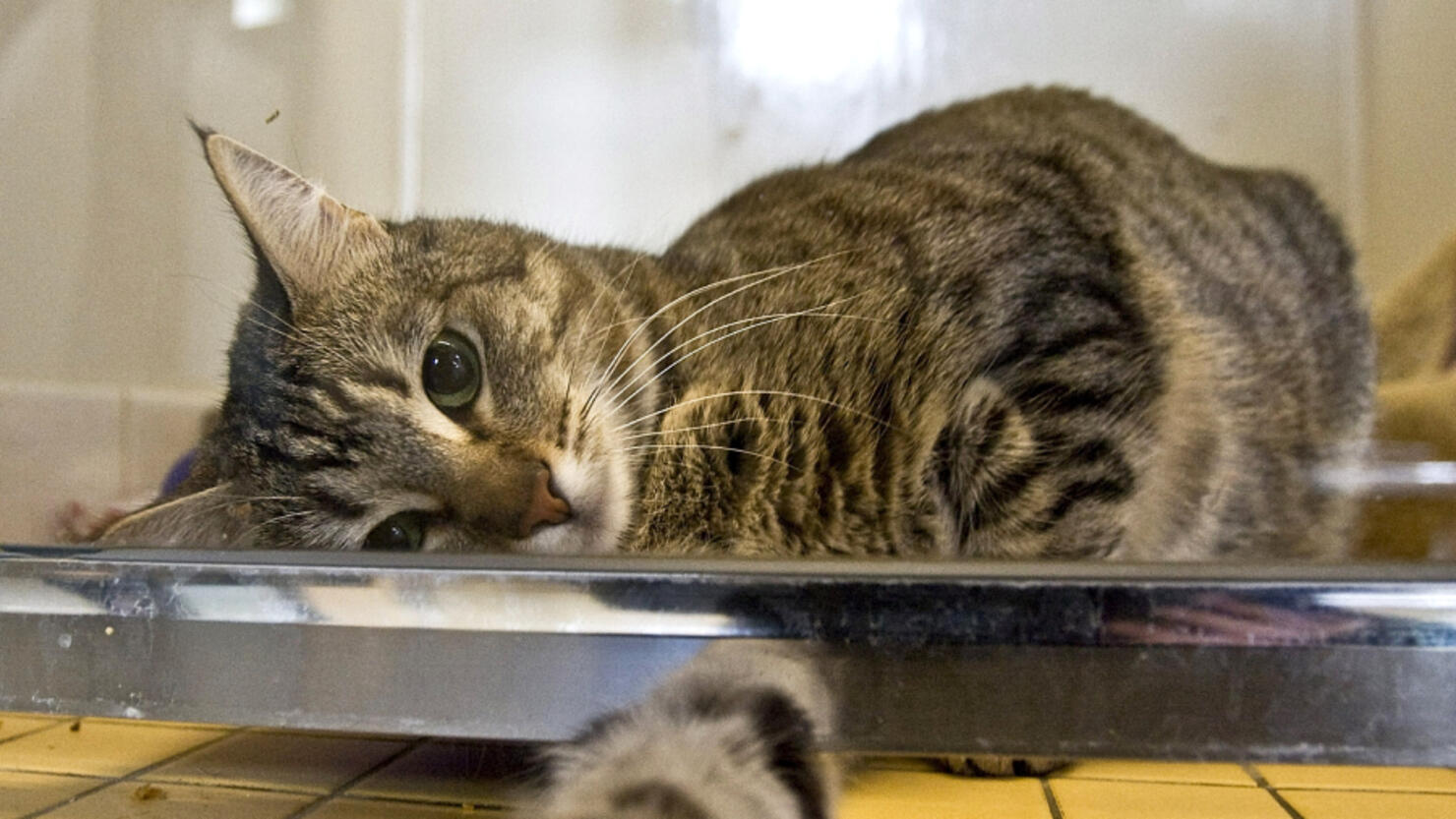 20-Year-Old Cat Returns To North Carolina Family Years After Going ...