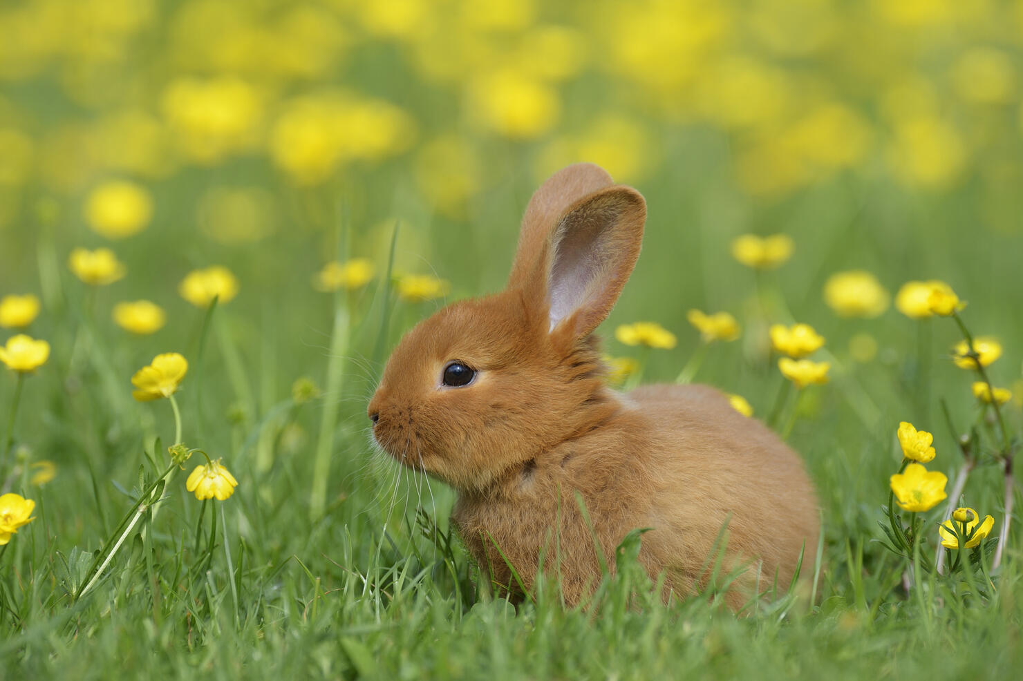 Baby rabbit in meadow