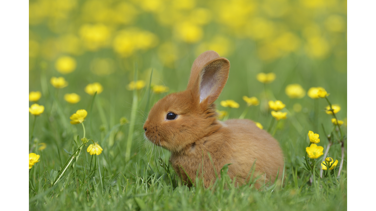 Baby rabbit in meadow