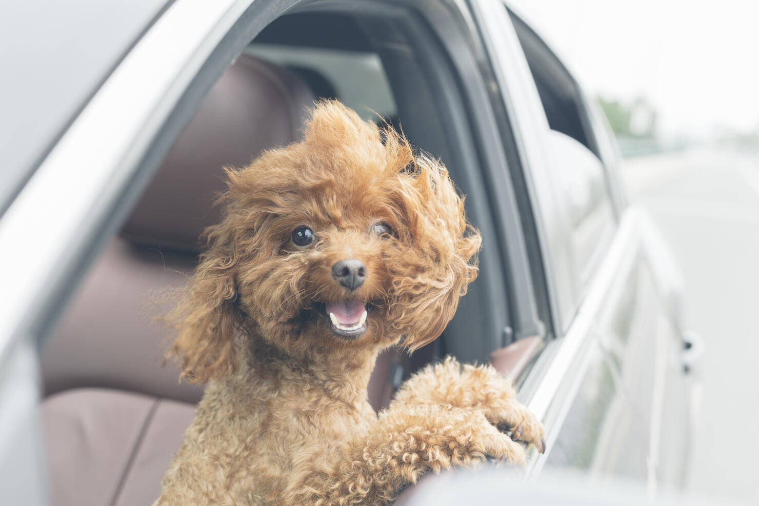 puppy teddy riding in car with head out window