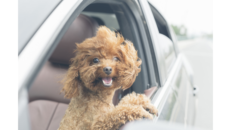 puppy teddy riding in car with head out window