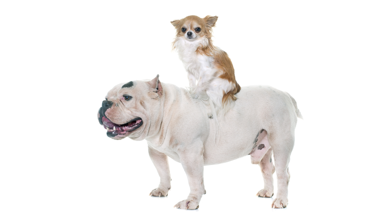 white american bully and chihuahua