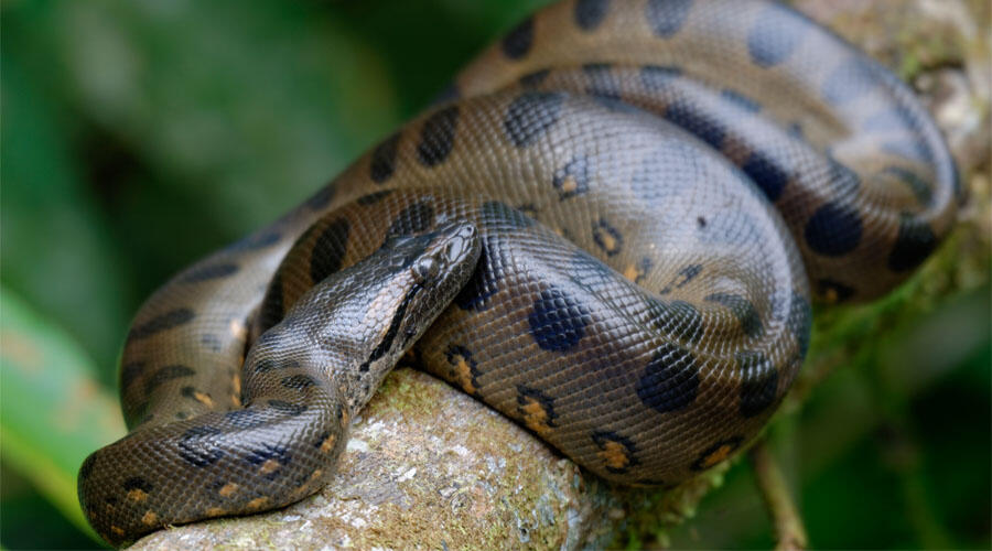 rip-to-denver-zoo-s-130-pound-green-anaconda-jayloe-iheart