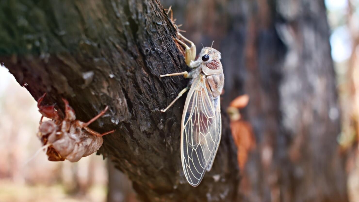 Baby Cicada Drying It's Wings, Queensland, Australia