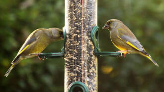 How Bird Feeders Are Killing California Songbirds