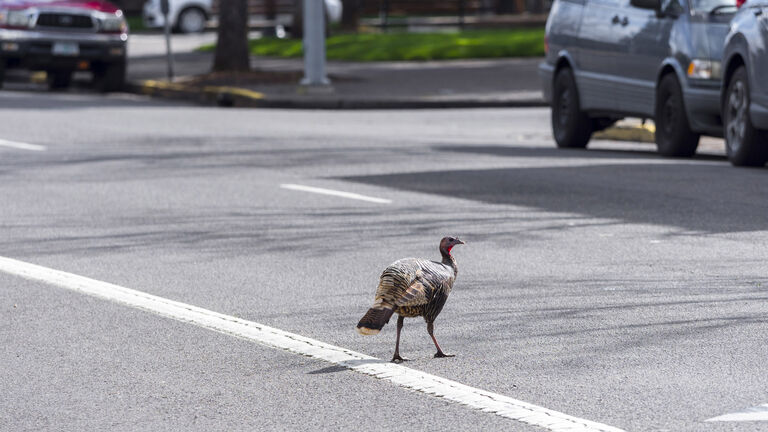 Wild Turkey in Street Downtown Eugene Oregon Meleagris gallopavo
