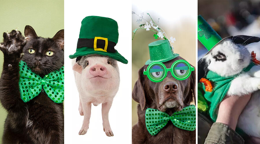 St patrick's clearance costumes for dogs