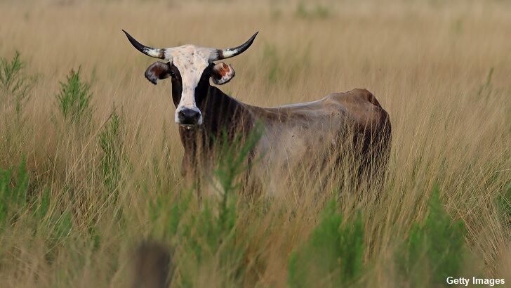 Oregon Authorities Investigating Another Series of Mysterious Cattle Mutilations