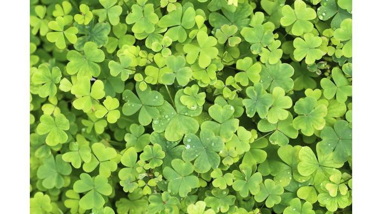 Close up of a bunch of green clover. Clover background