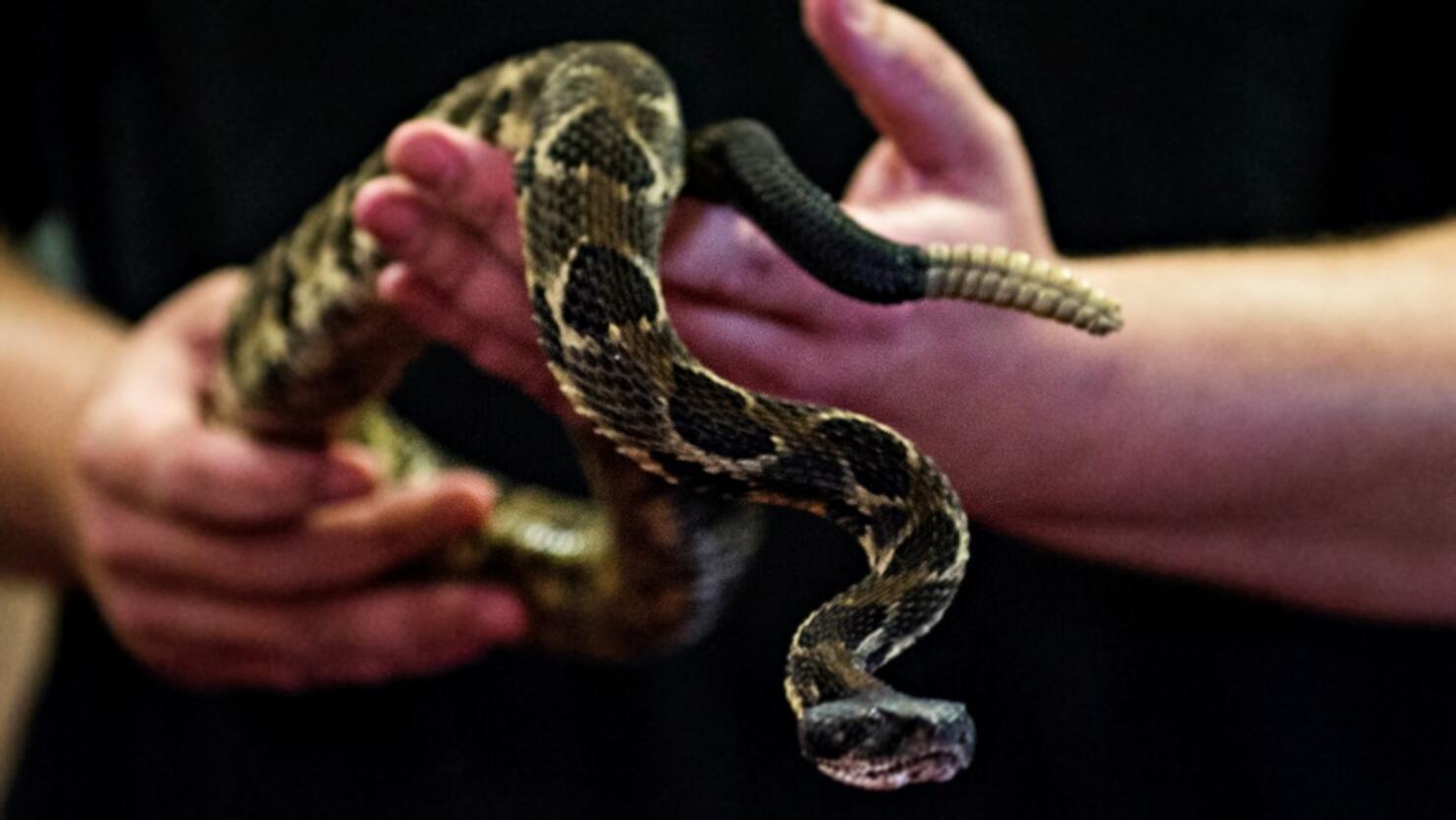 Surprise! Rattlesnake in a toilet