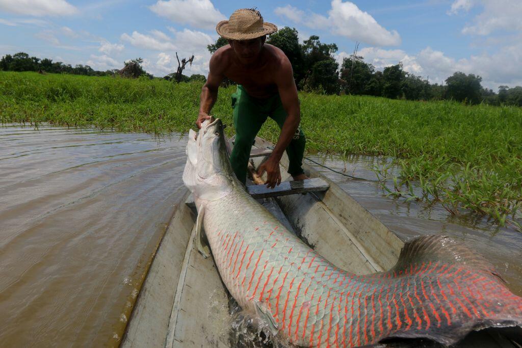 10-Foot-Long Invasive Monster Fish Found In Florida River | iHeart