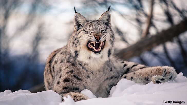 Watch: Bizarre Lynx 'Battle' Caught on Film