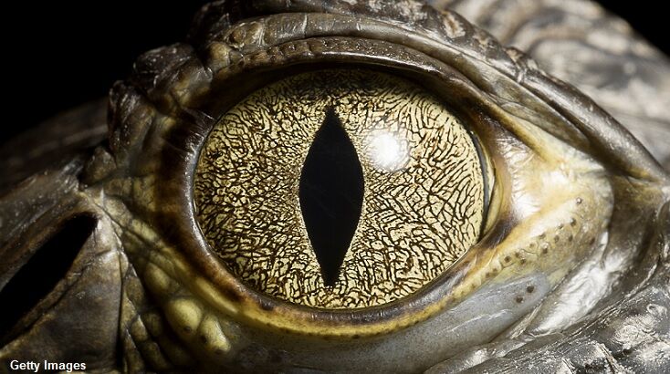 Watch: TV Presenter Reveals Reptilian Eyes?