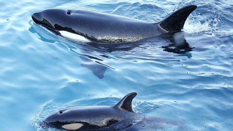 FRANCE-ANIMALS-ORCA
