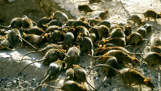 Watch: Rodent Plague Strikes Australia