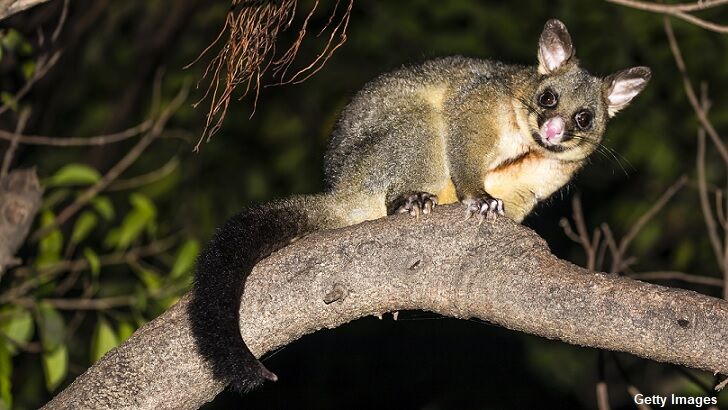 Bizarre Possum Tail Mystery Puzzles Motorists in New Zealand