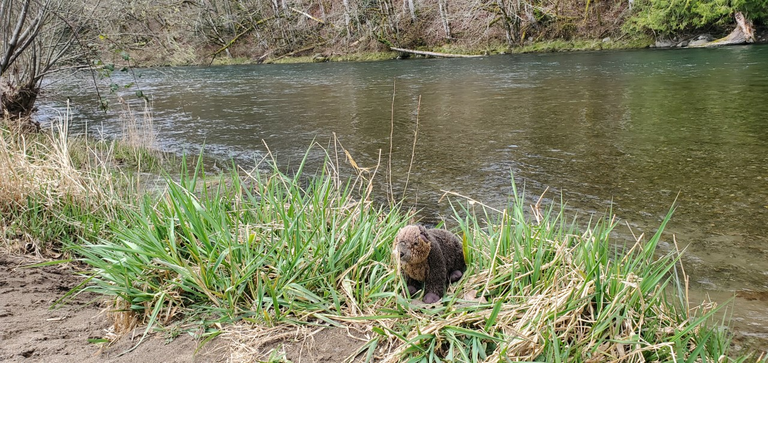 Let's go for a dip!