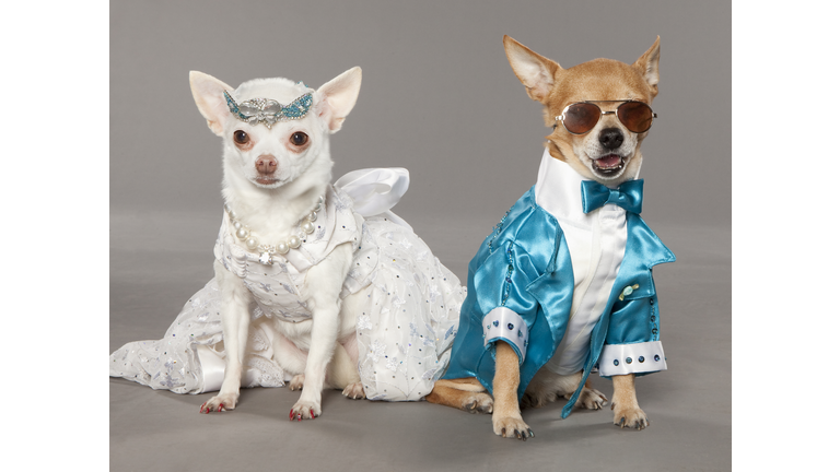 dogs in tux and wedding dress