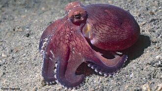 Watch: Octopus Filmed Waking Up from Nightmare?