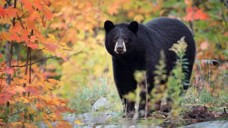 WATCH: Man Frees Black Bear He Found Trapped Inside His Car