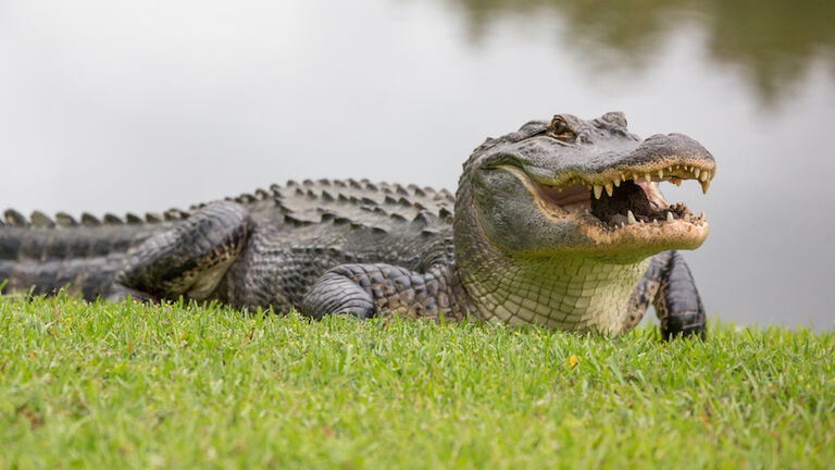 The Ferocious Gator