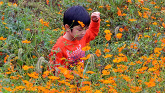 6-Year-Old Boy Arrested For Picking Flowers At North Carolina Bus Stop