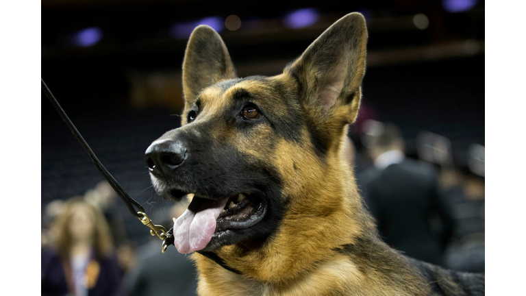 Canine Champions Compete In The Westminster Dog Show