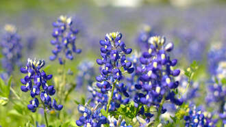 Here's Where You Can Find Bluebonnets In DFW