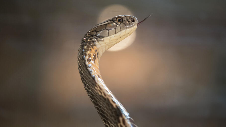 Tennessee Man Survives After Venomous Snake Attacks Him Outside His Home