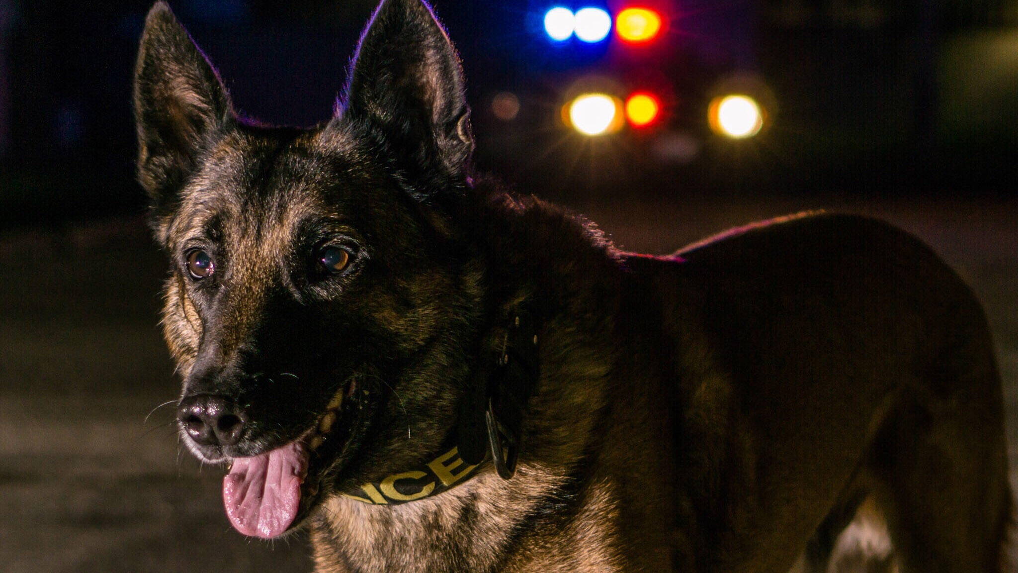 VIRAL VIDEO: UK Police Dog Turns, Bites Cop Who Is Attacking Protester ...