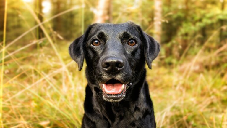 Happy dog