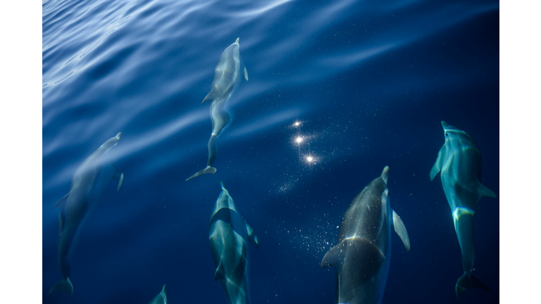FRANCE-ENVIRONMENT-DOLPHINS