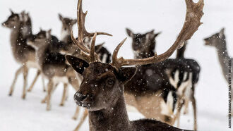 Watch: Reindeer Cyclone