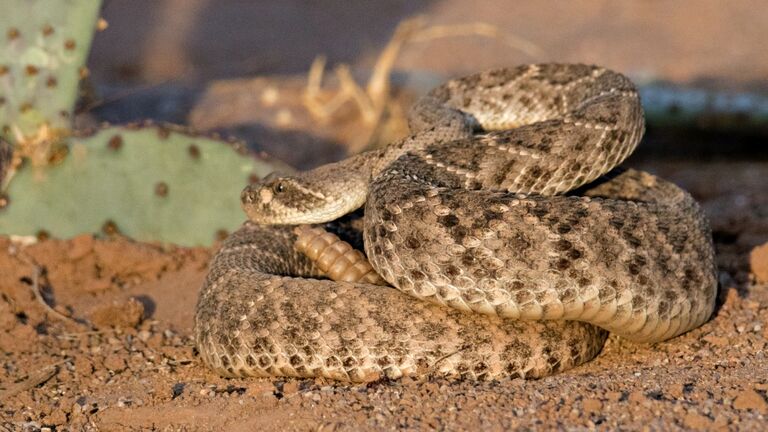 Western Diamondback Rattlesnake