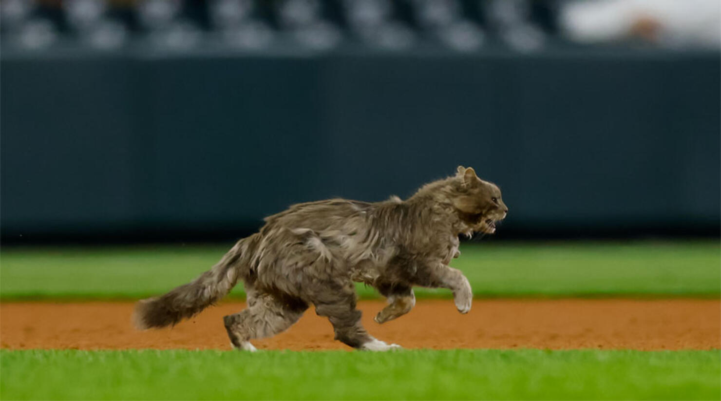 video-stray-cat-steals-the-show-at-colorado-rockies-game-iheart