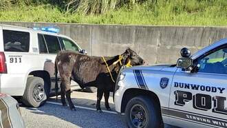 Holy Cow! Livestock Causes Massive Traffic Jam On Georgia Interstate