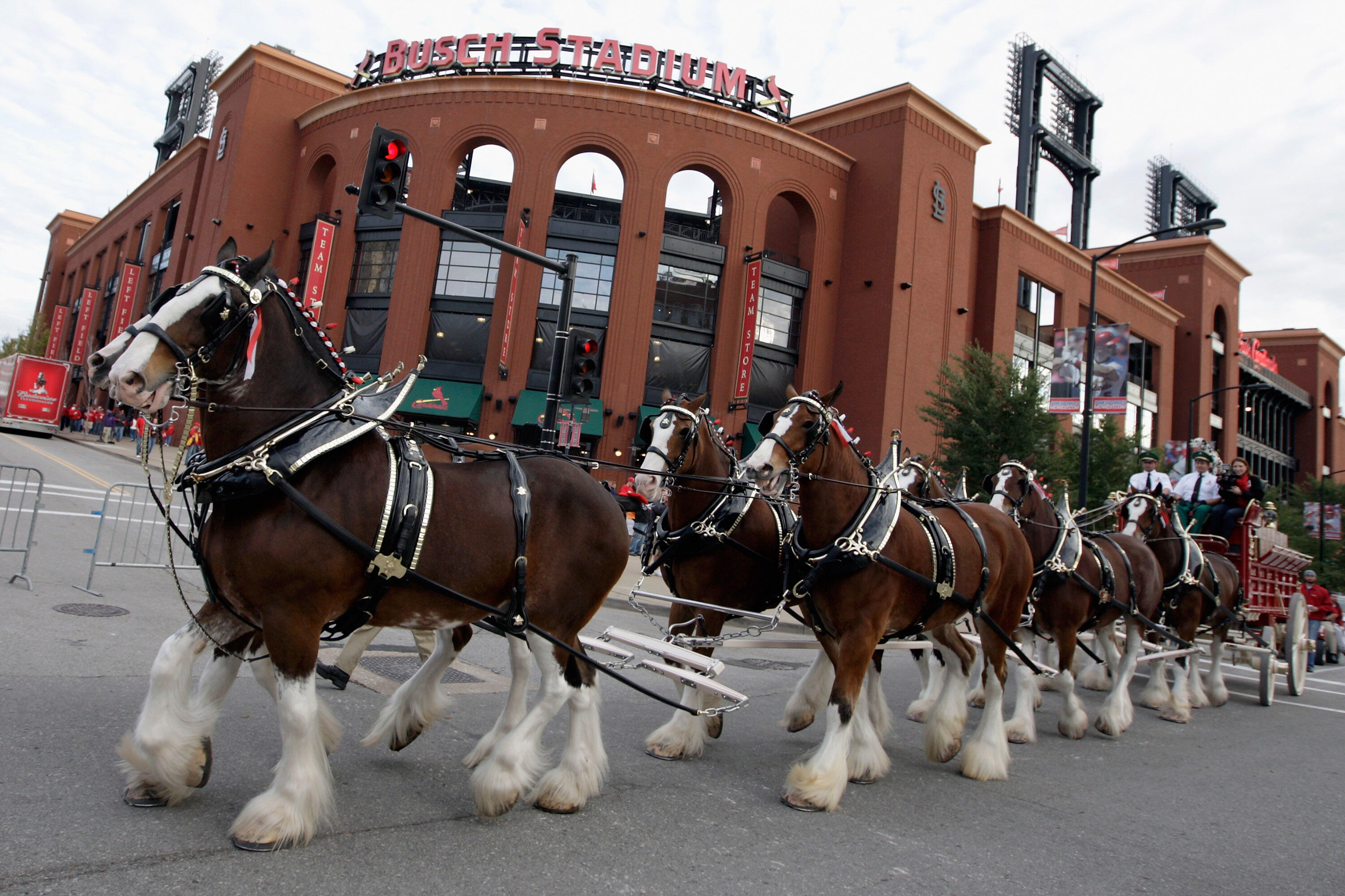 The Budweiser Clydesdales are back for Cardinals Opening Day