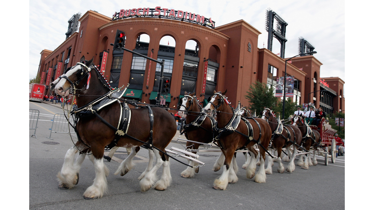 Cardinals Anheuser-Busch Clydesdales history