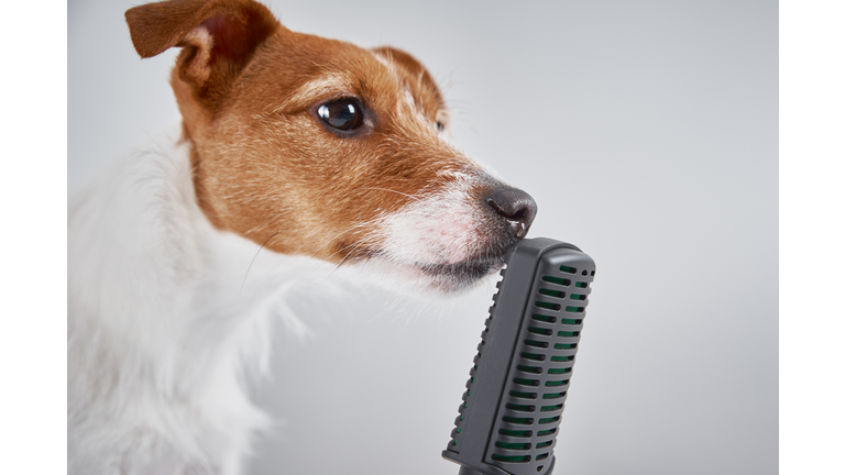 Jack Russell terrier dog speak with microphone on white background