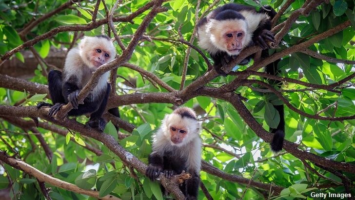  Video: Troop of Monkeys Seen Roaming Around Cemetery in Cincinnati?