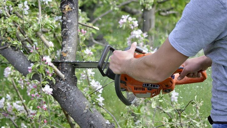 'Phantom Lumberjack' Now Blamed for Nearly 50 Downed Trees in England