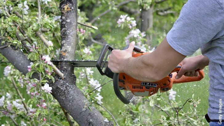 Cops Hunt for 'Phantom Lumberjack' Responsible for 30 Downed Trees