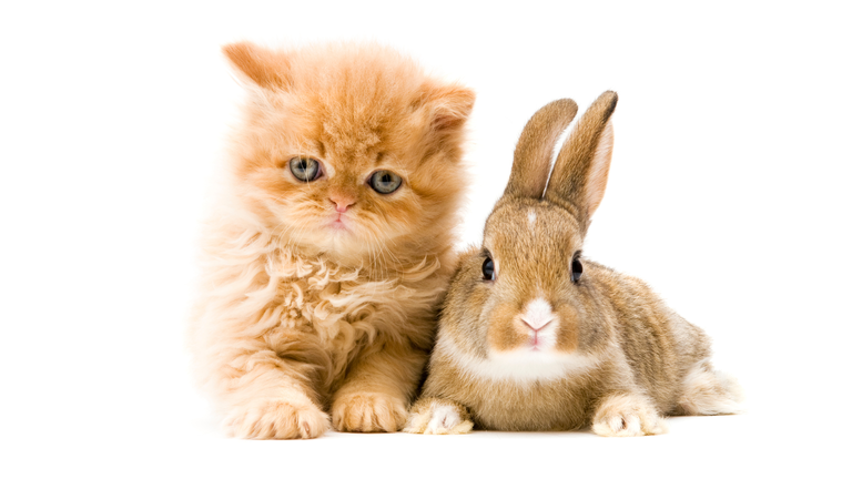 cat and rabbit